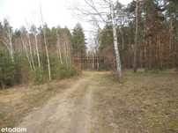 Las w Kawęczynie