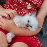 Ragdoll blue mitted FPL Rodowód PL/ CAN legalna hodowla