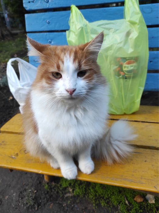 Котик,бесплатно,в добрые руки