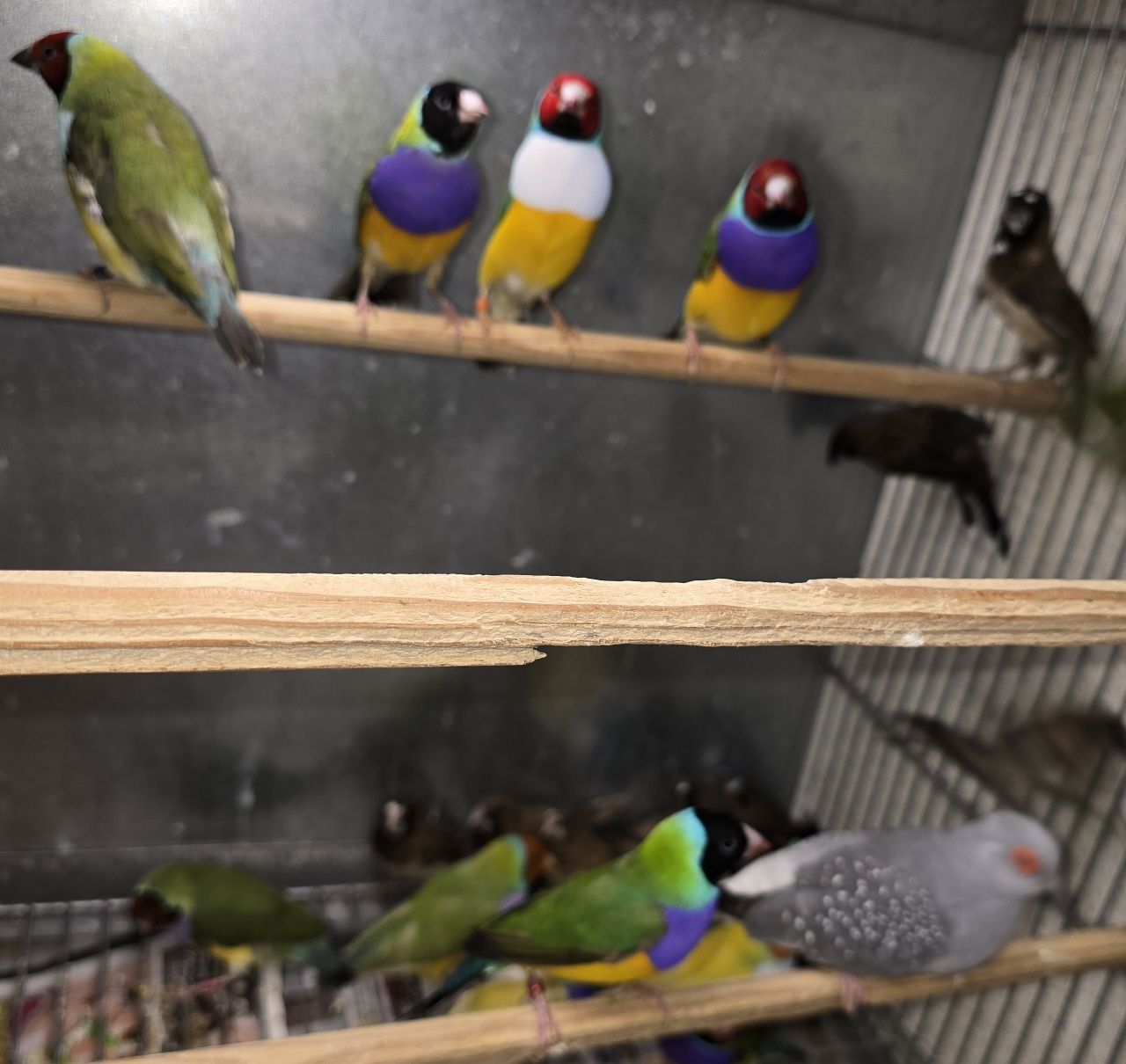 Diamantes gold aves lindas