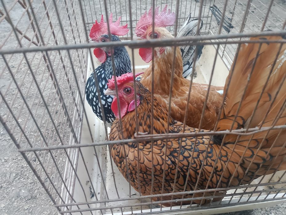 Sebrytka złota kogucik