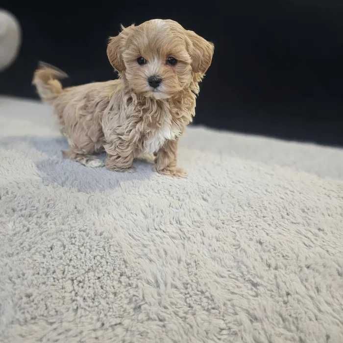 Maltipoo disponível