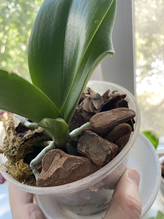 Орхідея ротердам дітка