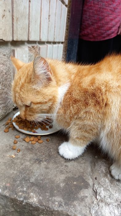 Кошечка подросток в добрые руки