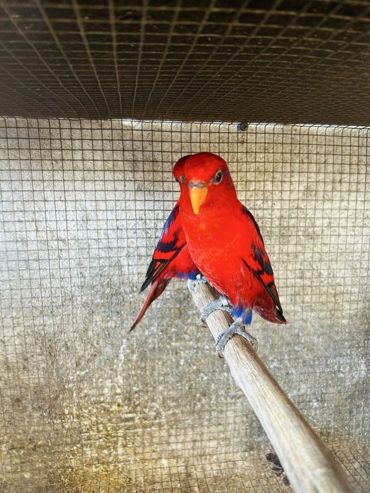 Varios especies de Loris