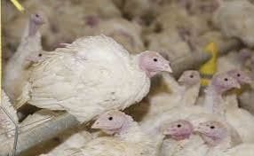 Бройлерні індичата,курчата,качки,гуси,кури