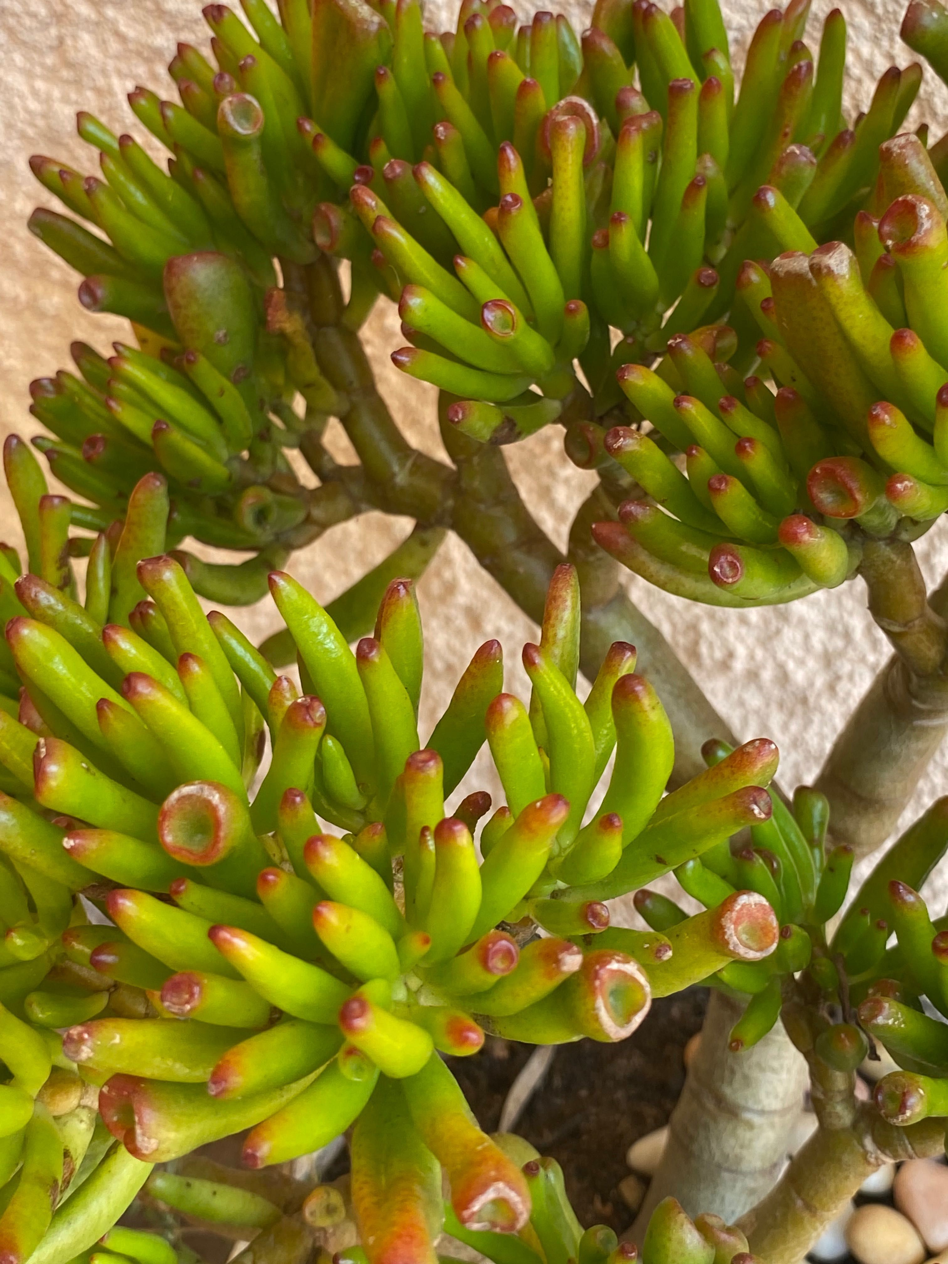 Suculenta orelha de shrek (Crassula Ovata “Gollum”