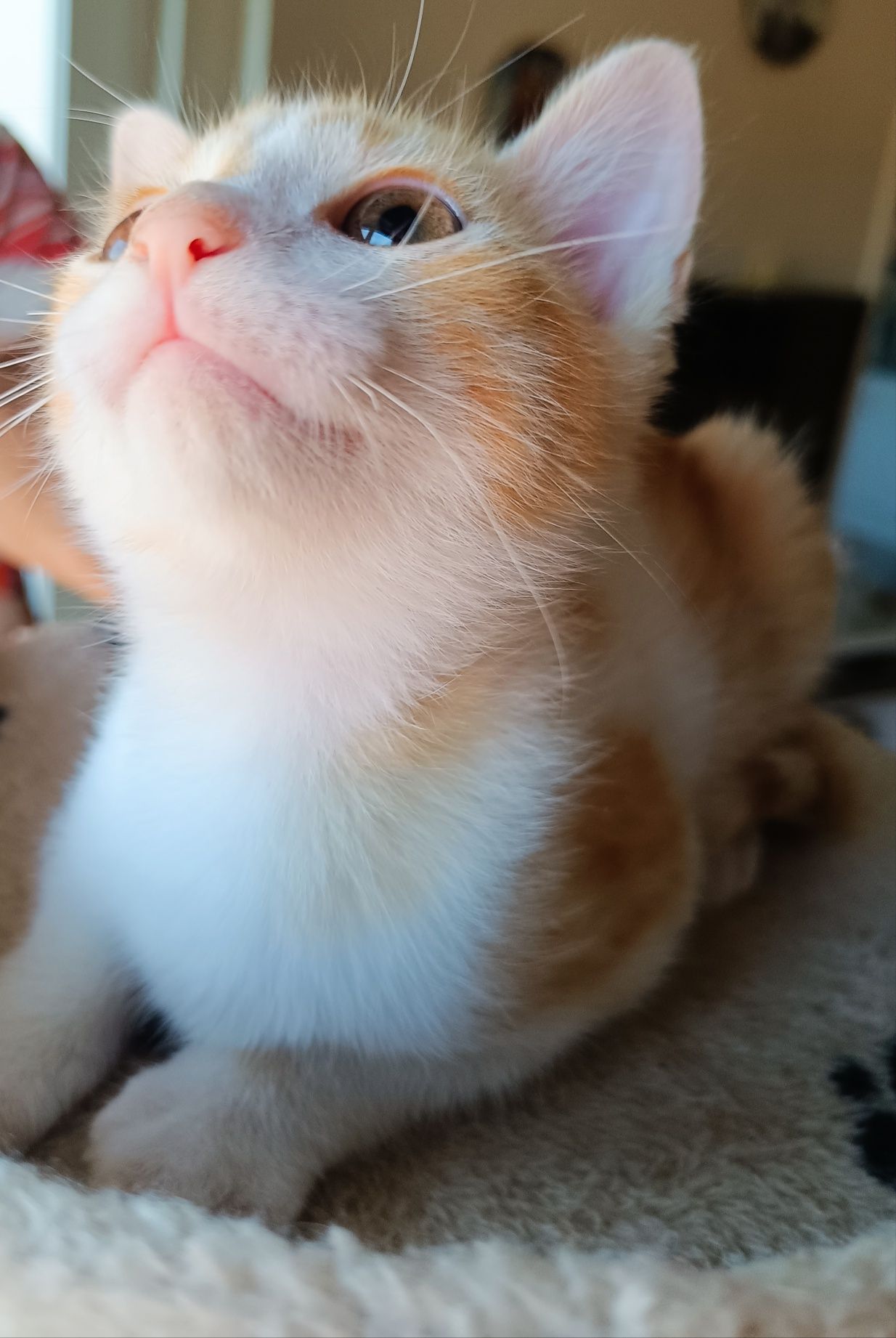 Gatinho para adoção em Viseu
