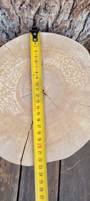 Pieniek z liną z drewna olchowego