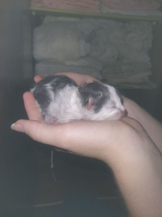 Найкращє кошенята дуже гарненьке + сіре є щє