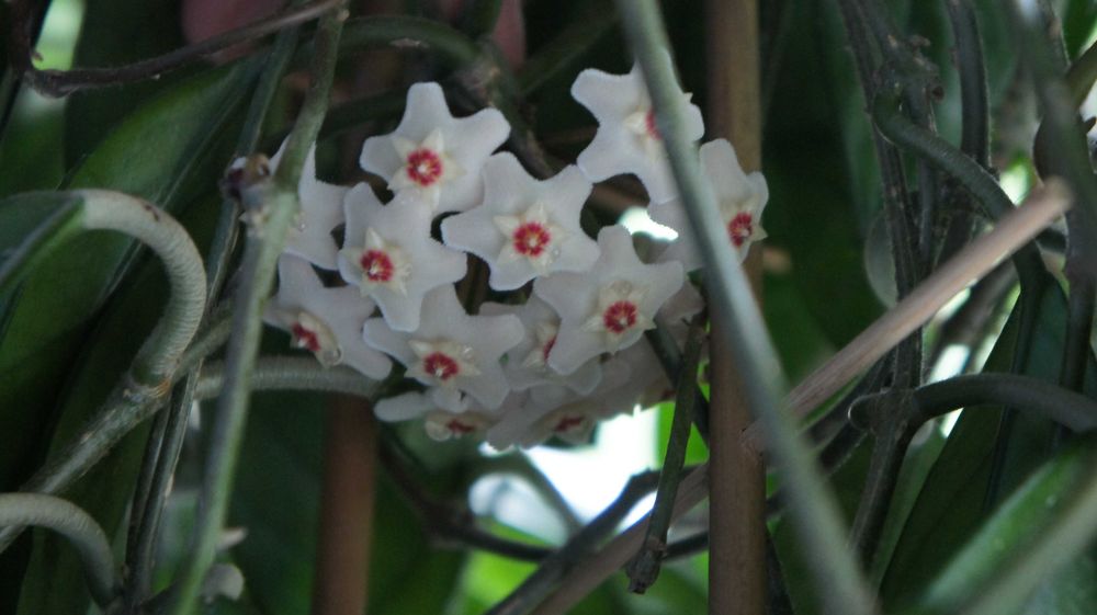 Hoya carnosa biała hoja hoia ukorzeniona rosnąca ze stożkiem wzrostu
