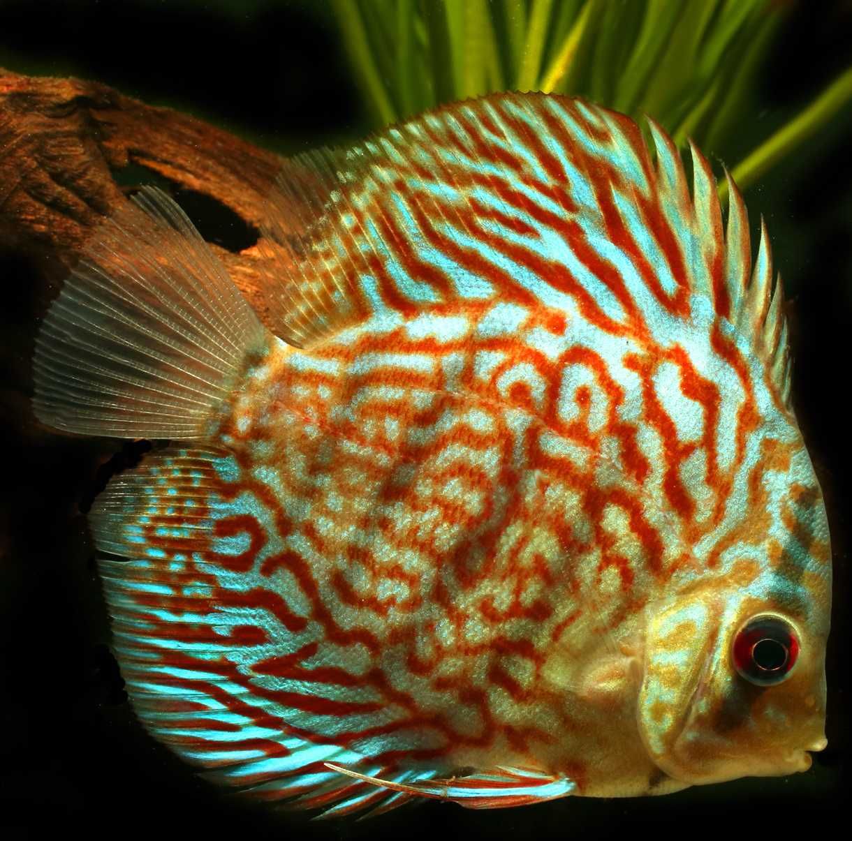 Paletka - Dyskowiec - ROYAL PURPLE - Symphysodon discus - SELEKCJA