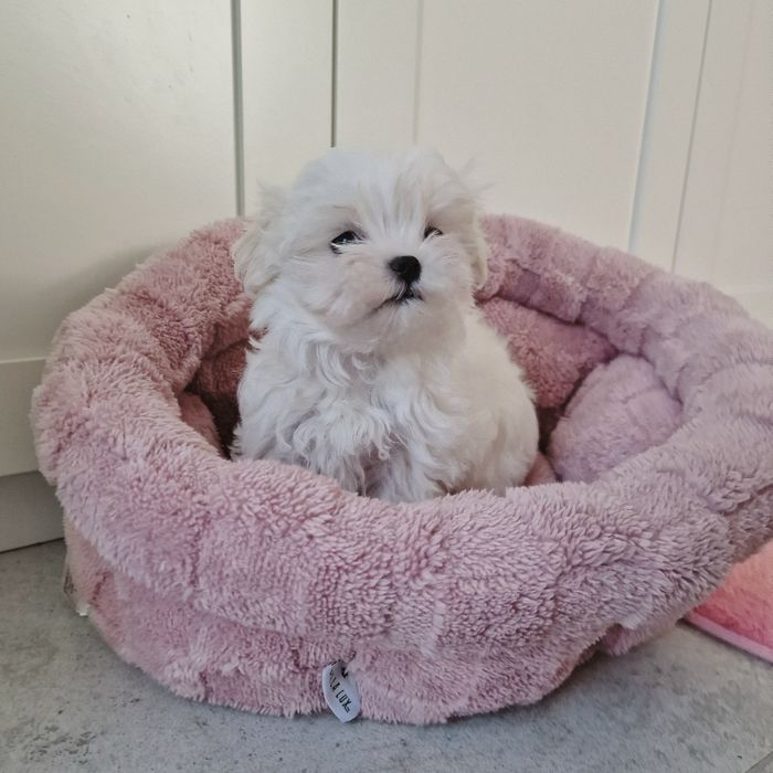 Maltańczyk FCI ZKwP Piesek