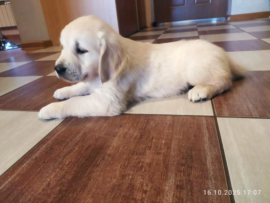 Szczeniak Golden Retriever