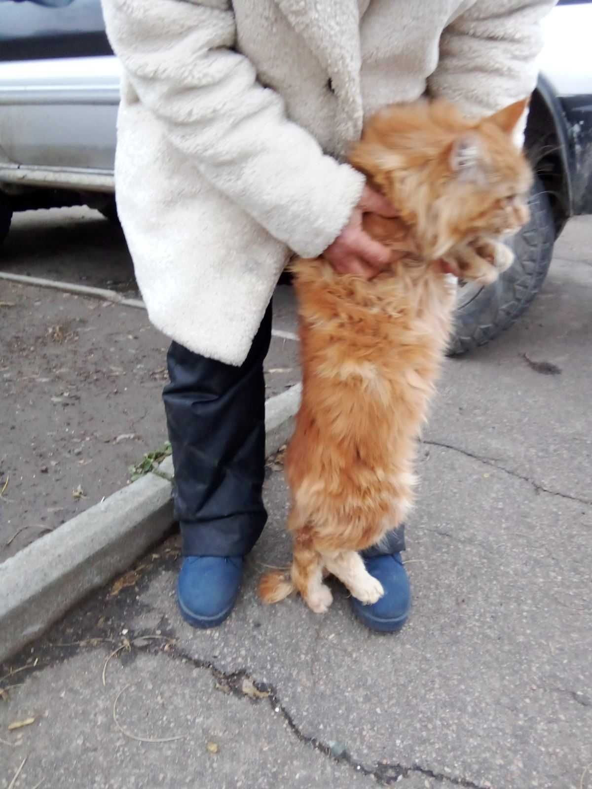 Мейн кун коты гиганты