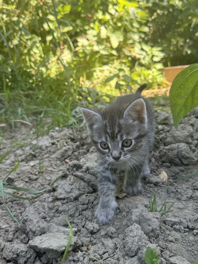Відам в добрі рукі)