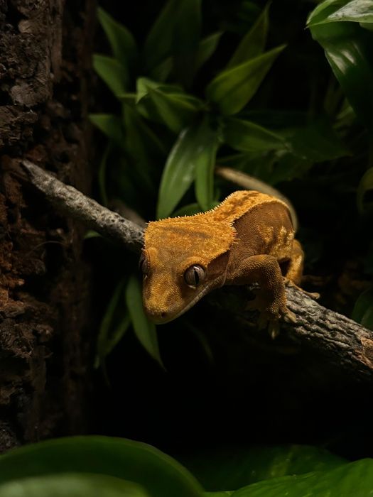 Gekon orzęsiony, samica.