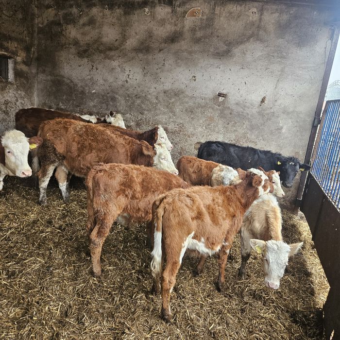 Sprzedam jałówki odsadki