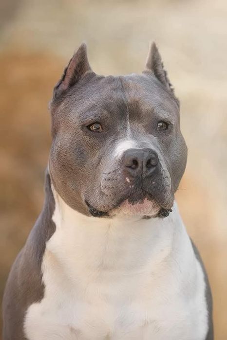 Suczka amstaff błękitna ZKwP FCI