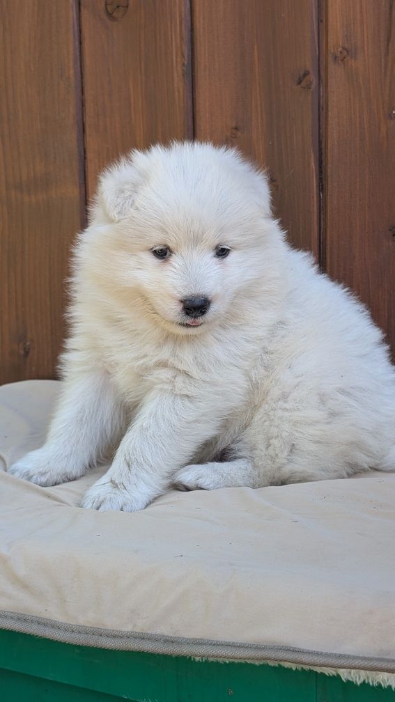 Piesek Samoyed Samojed. Zapraszamy
