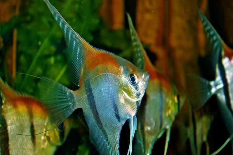 Żaglowiec skalar MANACAPURU pokolenie F1 - Pterophyllum - dowóz