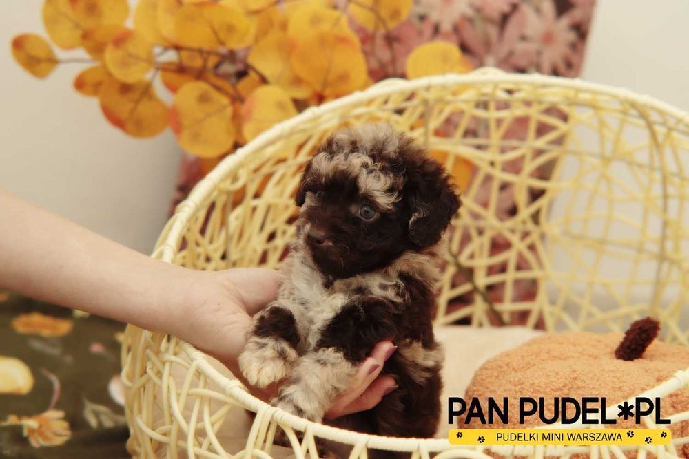 Pudel Toy/Mała Miniatura Nietypowy Piesek Chocolate Merle Już Odbiór