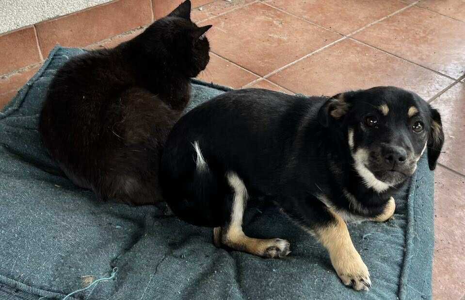 Miko przeuroczy szczeniak do adopcji