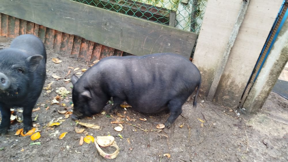 Porca vietnamita muito bem tratada (gordinha)