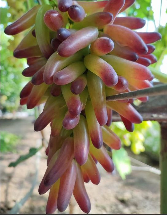 Саджанці винограду Саженцы винограда