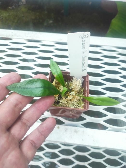 Папоротник. Pyrrosia lanceolata