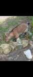 Kozy, stado. Cap, mleczna,