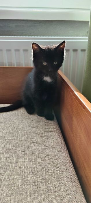 Oddam za darmo kotki