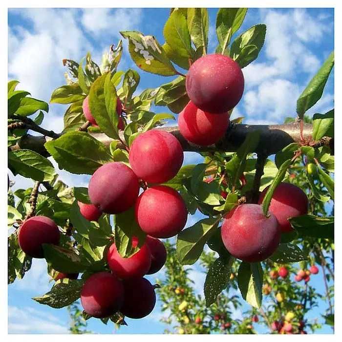 Продам саженцы Сливы Харьков