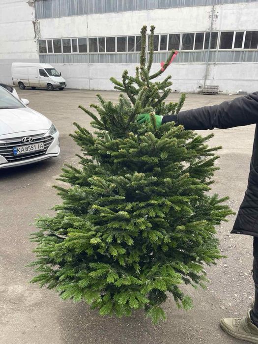 Новорічна ялинка, Ялиця Нордмана, Пихта Нордмана