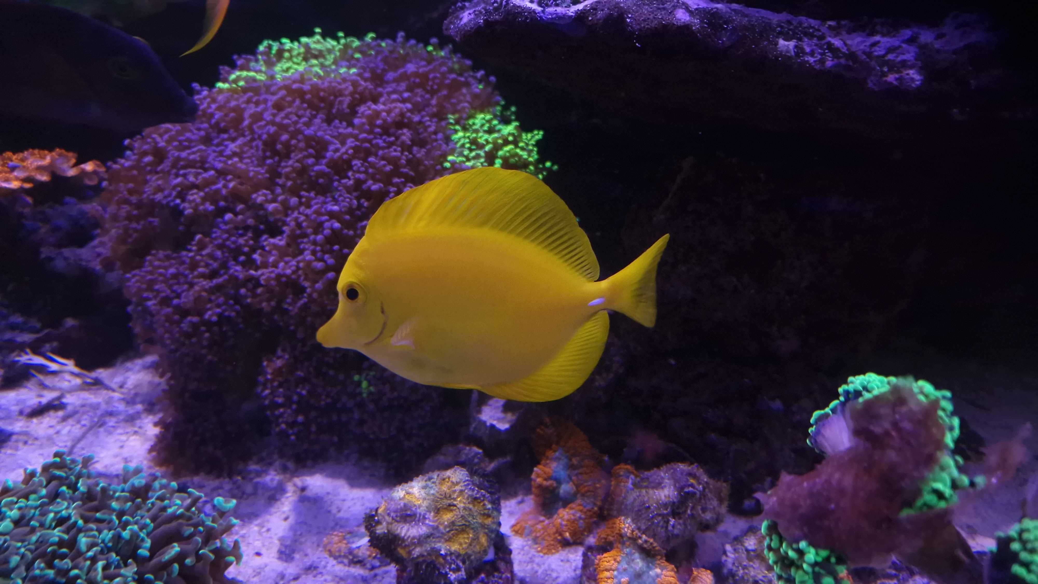 Zebrasoma Flavescense,  Żółtek, pokolec, Yellow Tang - L/XL