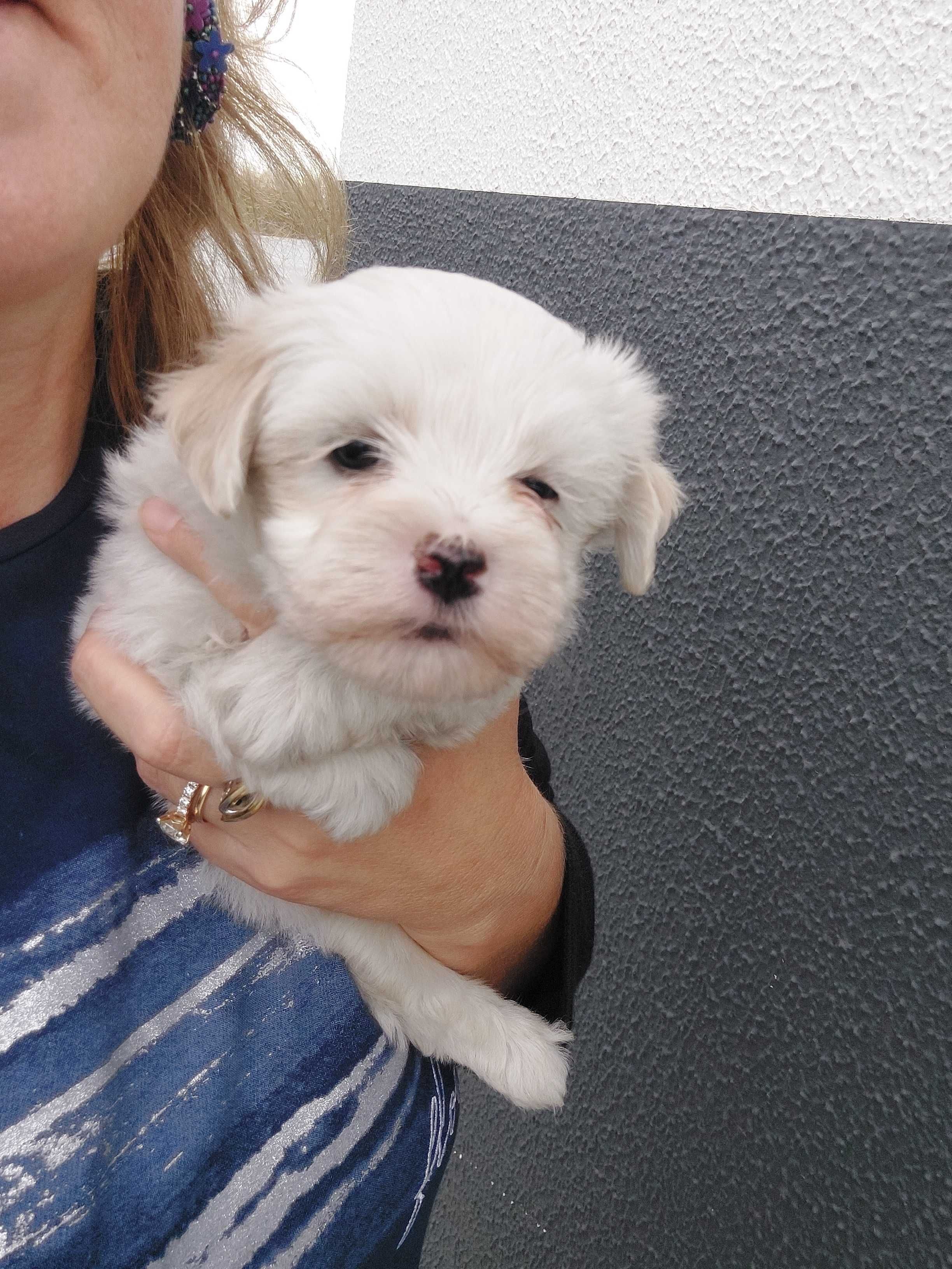 Bichon maltês.  Maravilhoso. Branco. Menino.