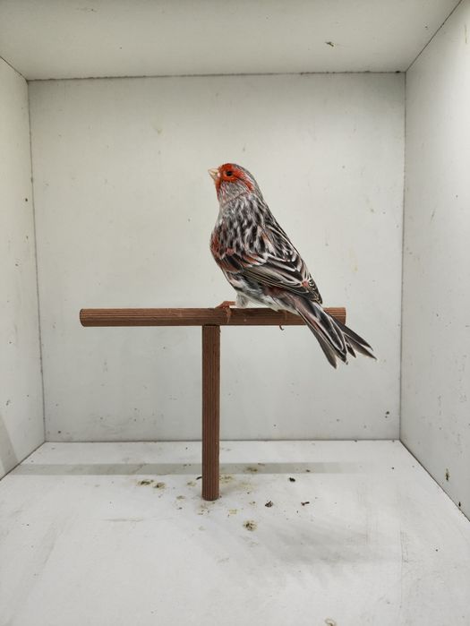 Ágatas Vermelho Mosaico 2025 Machos