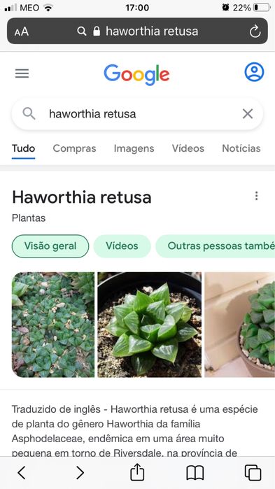 Suculenta haworthia retusa