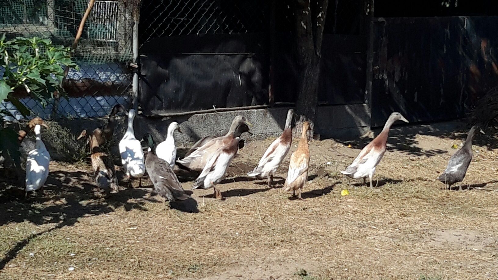 Patos * Várias Raças*