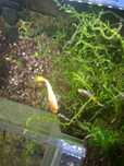 Peixes guppies azuis ou dourado