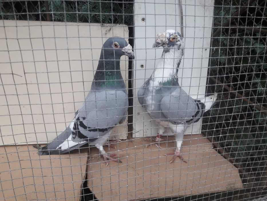 Gołębie staropolskie okazja likwidacja gołębi