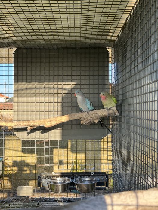 Casais de roselas reprodutores