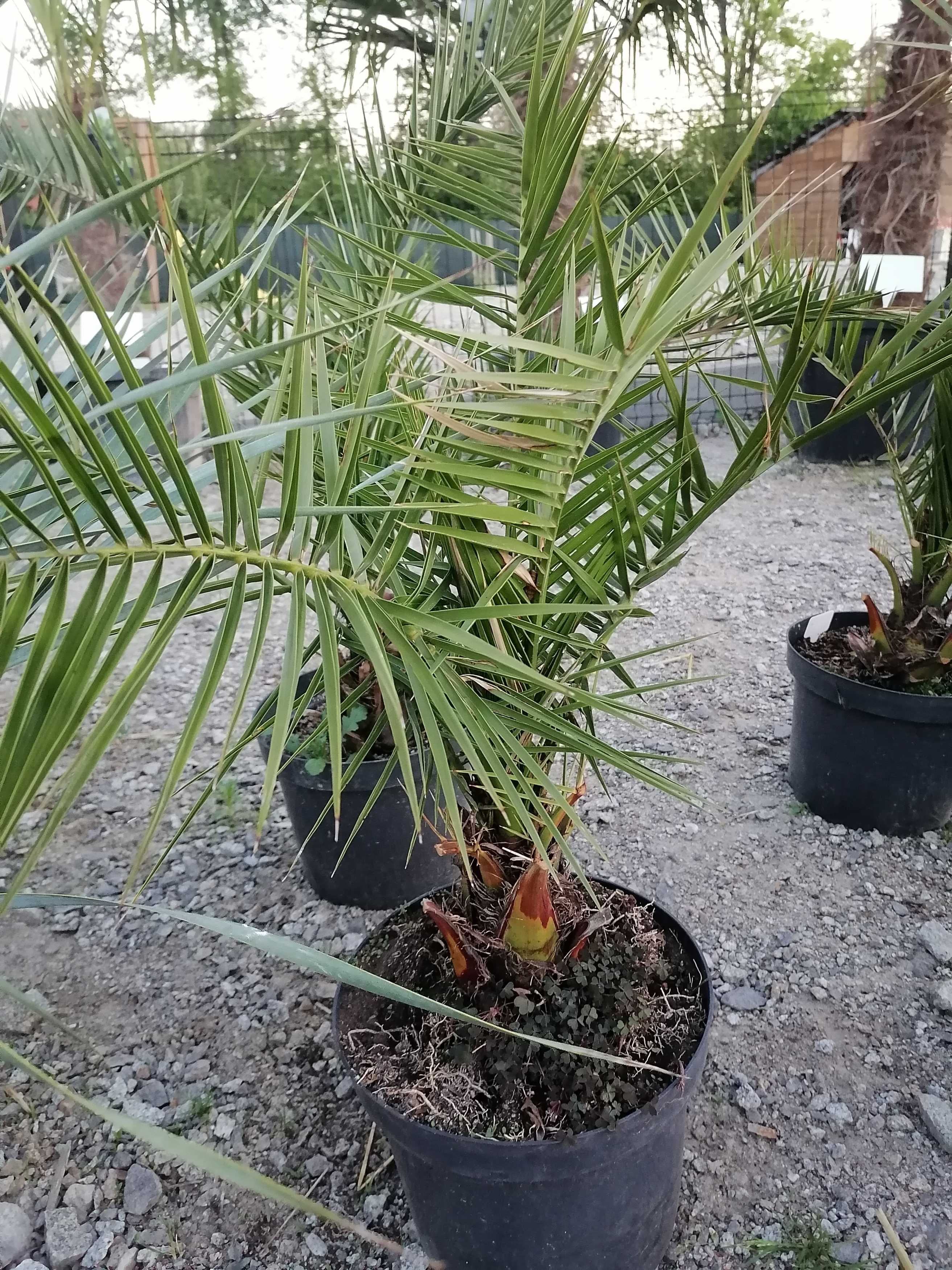 Daktylowiec kanaryski palma