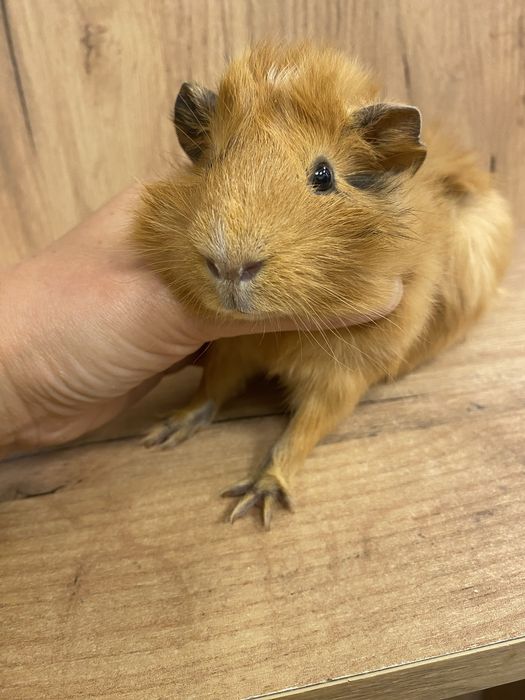 Świnka morska samiec rozetka rudy chłopczyk