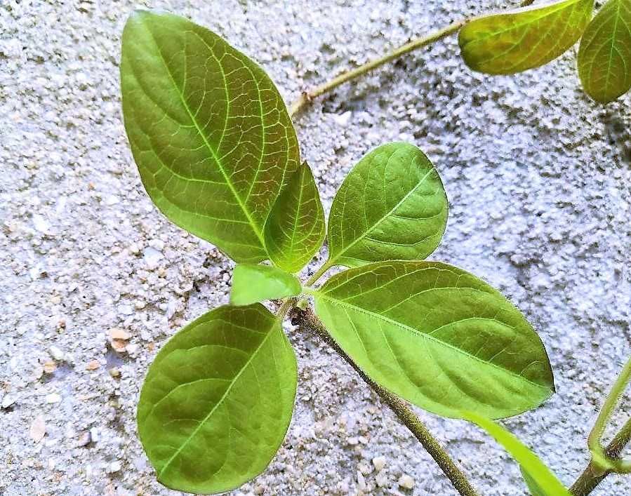 Planta Camembert - Paederia lanuginosa