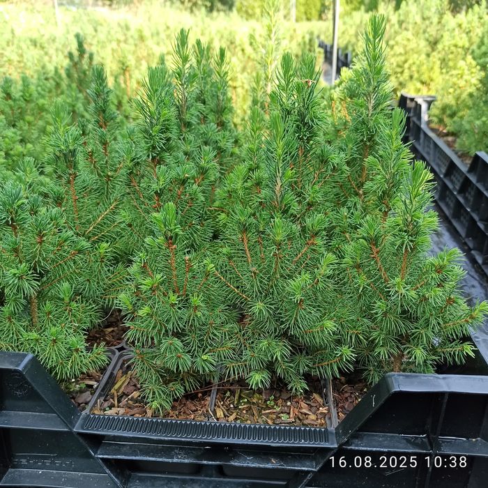 Świerk zielony Conica choinka