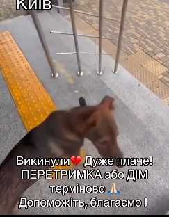В Дніпровському районі Киіва викинули цього песика
