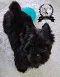 Piesek Black Yorkshire Terrier JUŻ DO ODBIORU