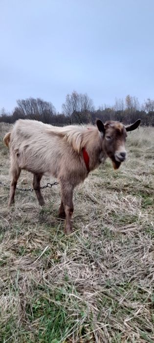 Цап, козел, цапок
