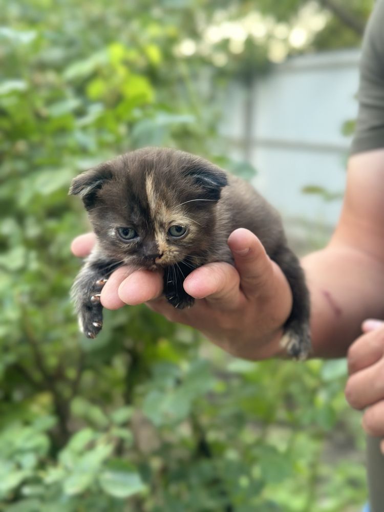 Шотландські котики